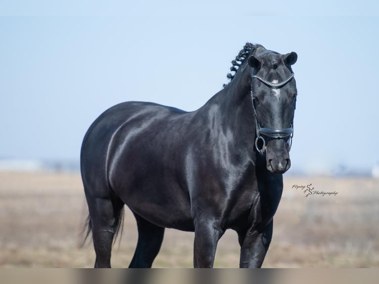 Sonstige Rassen Wallach 6 Jahre 157 cm Rappe in Fairbank, IA