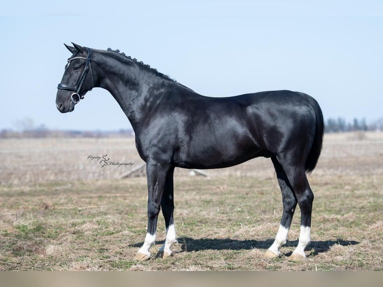 Sonstige Rassen Wallach 6 Jahre 157 cm Rappe in Fairbank, IA