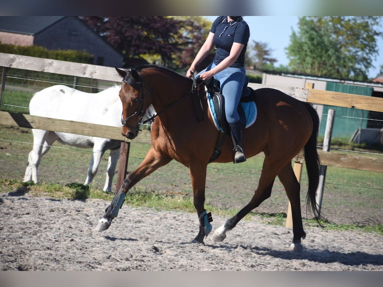 Sonstige Rassen Wallach 6 Jahre 158 cm Brauner in Achtmaal