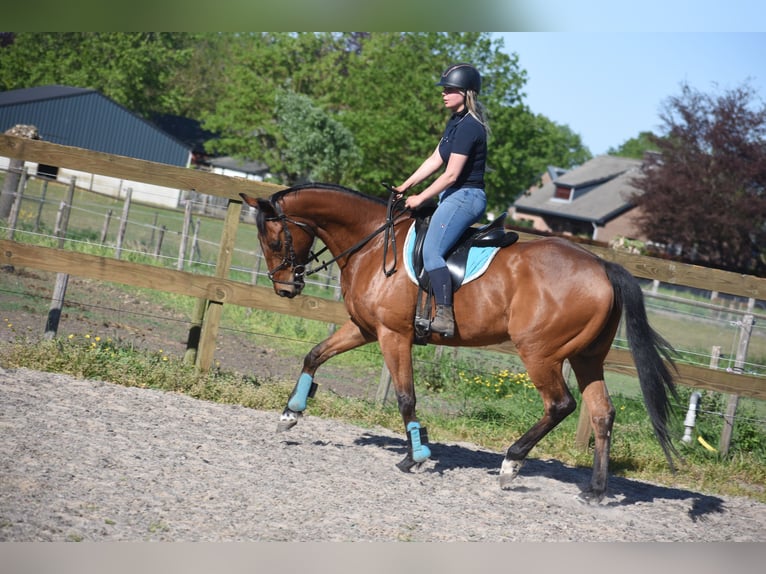 Sonstige Rassen Wallach 6 Jahre 158 cm Brauner in Achtmaal