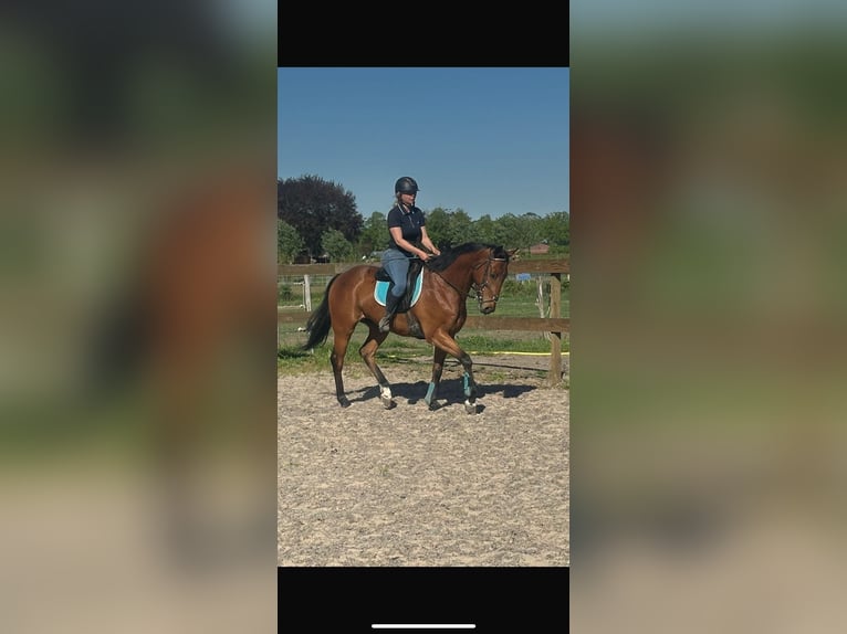 Sonstige Rassen Wallach 6 Jahre 158 cm Brauner in Achtmaal