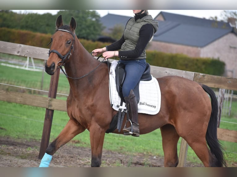 Sonstige Rassen Wallach 6 Jahre 158 cm Brauner in Achtmaal