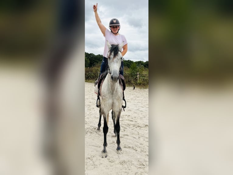 Sonstige Rassen Wallach 6 Jahre 158 cm Schimmel in Chailly-en-Bière