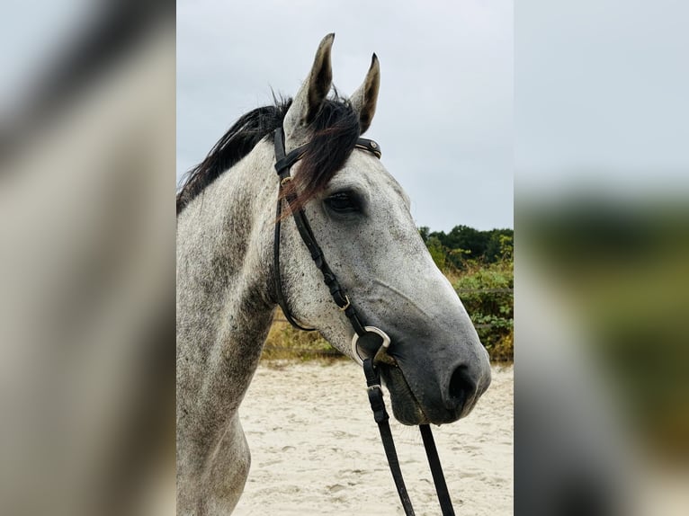 Sonstige Rassen Wallach 6 Jahre 158 cm Schimmel in Chailly-en-Bière