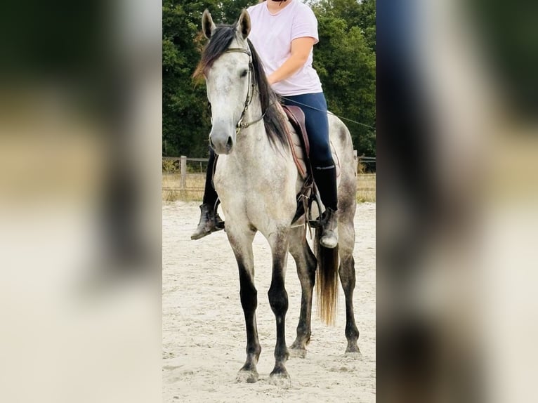 Sonstige Rassen Wallach 6 Jahre 158 cm Schimmel in Chailly-en-Bière