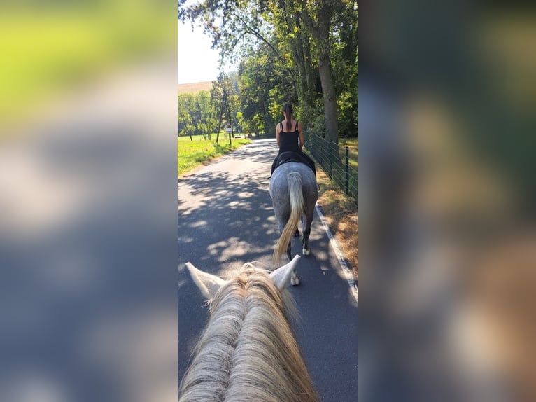 Sonstige Rassen Wallach 6 Jahre 160 cm Apfelschimmel in Döbeln