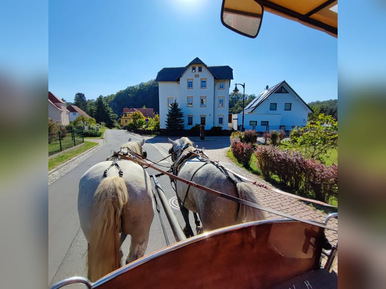 Sonstige Rassen Wallach 6 Jahre 160 cm Apfelschimmel in Döbeln