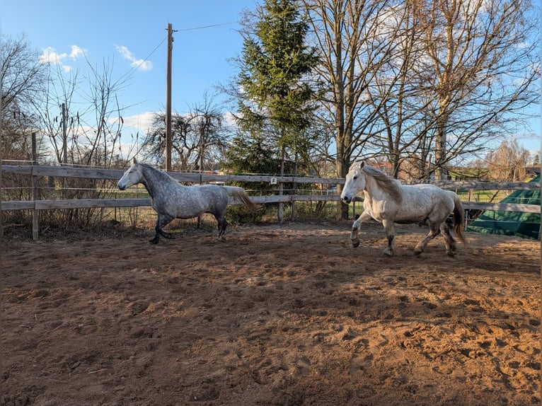 Sonstige Rassen Wallach 6 Jahre 160 cm Apfelschimmel in Döbeln