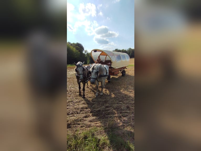 Sonstige Rassen Wallach 6 Jahre 160 cm Apfelschimmel in Döbeln