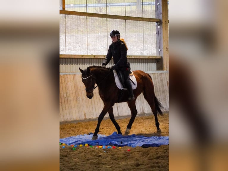 Sonstige Rassen Wallach 6 Jahre 160 cm Brauner in Nettersheim