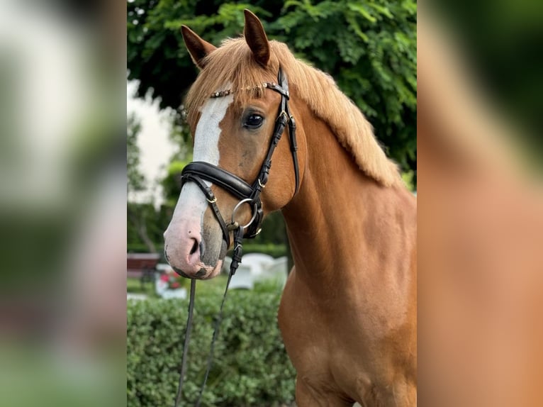 Sonstige Rassen Wallach 6 Jahre 160 cm Fuchs in Wschowa