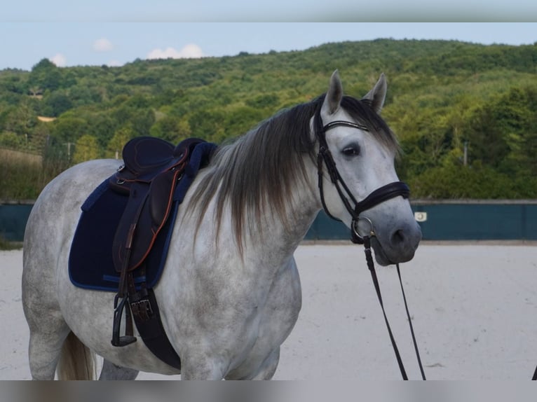 Sonstige Rassen Wallach 6 Jahre 160 cm Schimmel in montrigaud