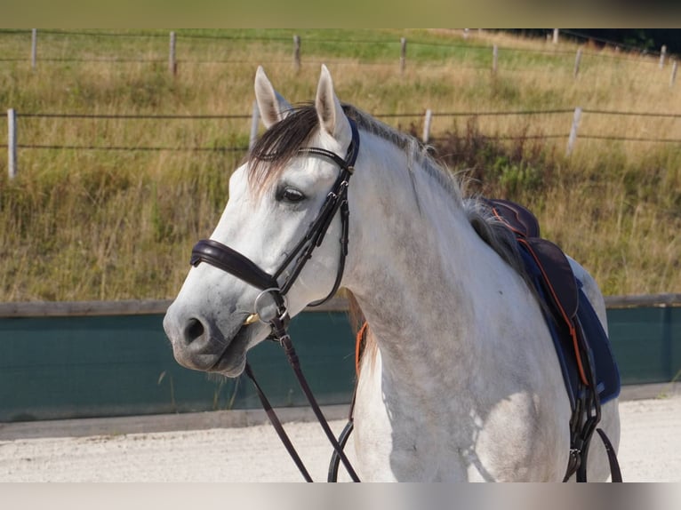 Sonstige Rassen Wallach 6 Jahre 160 cm Schimmel in montrigaud