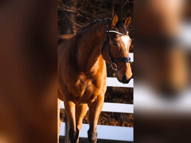 Sonstige Rassen Wallach 6 Jahre 162 cm Brauner in Nettersheim