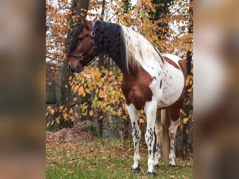 Sonstige Rassen Mix Wallach 6 Jahre 162 cm  in Dortmund