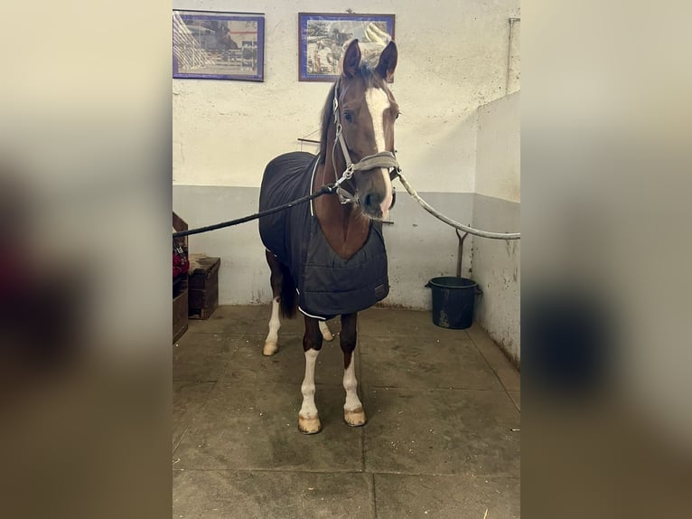 Sonstige Rassen Mix Wallach 6 Jahre 163 cm Dunkelfuchs in Pero viseu
