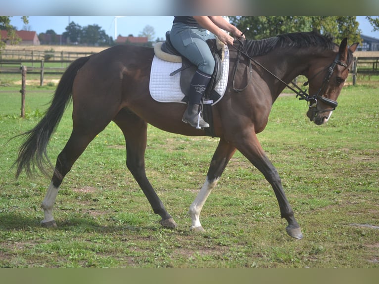Sonstige Rassen Wallach 6 Jahre 164 cm Brauner in Breda