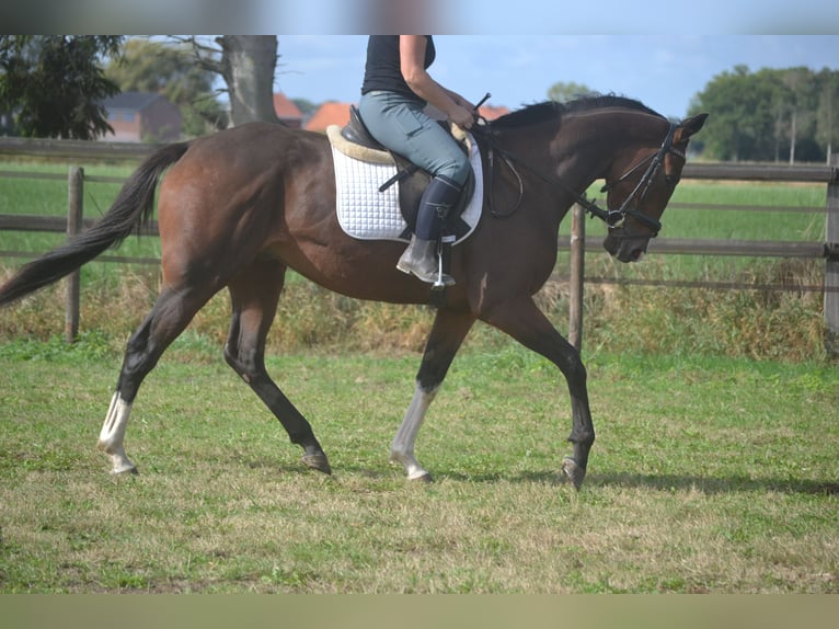 Sonstige Rassen Wallach 6 Jahre 164 cm Brauner in Breda