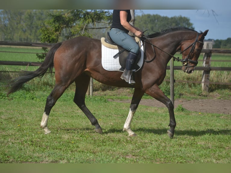 Sonstige Rassen Wallach 6 Jahre 164 cm Brauner in Breda