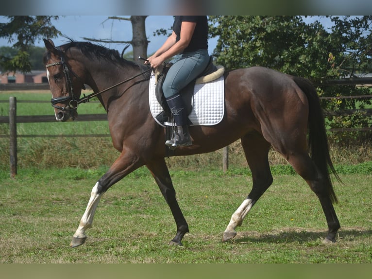 Sonstige Rassen Wallach 6 Jahre 164 cm Brauner in Breda