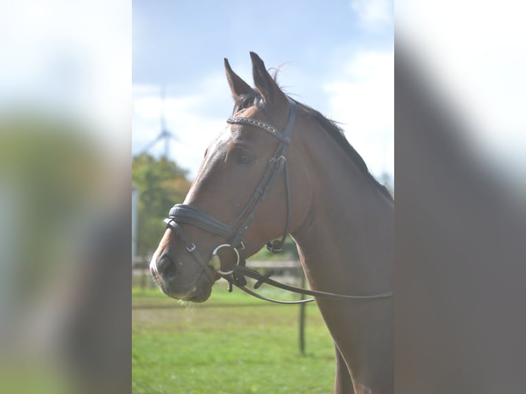Sonstige Rassen Wallach 6 Jahre 164 cm Brauner in Breda
