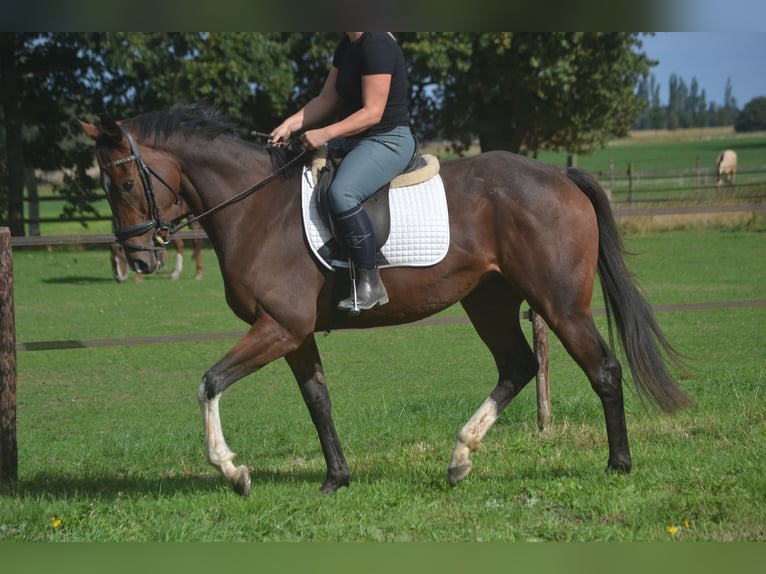 Sonstige Rassen Wallach 6 Jahre 164 cm Brauner in Breda