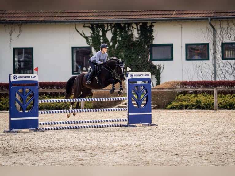 Sonstige Rassen Wallach 6 Jahre 165 cm Rappe in Pólko