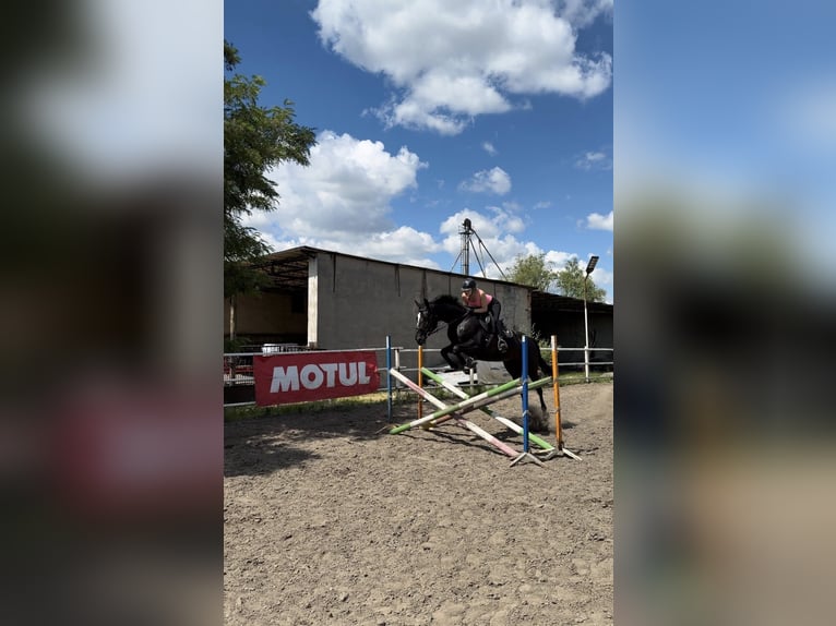 Sonstige Rassen Wallach 6 Jahre 165 cm Rappe in Pólko