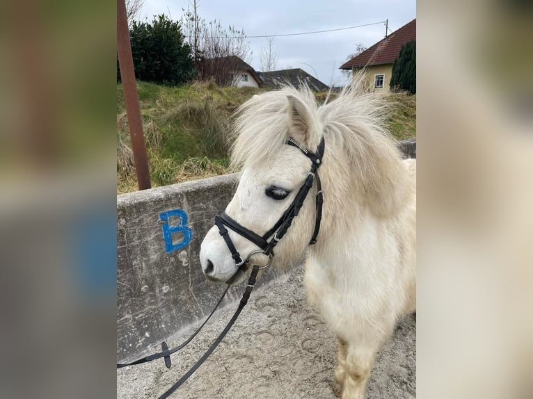 Sonstige Rassen Wallach 7 Jahre 105 cm Schecke in Haselbach