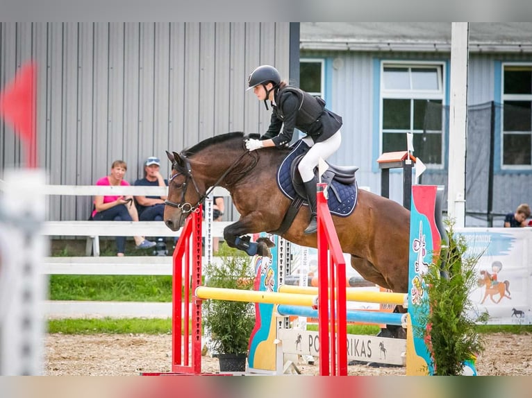 Sonstige Rassen Wallach 7 Jahre 140 cm in Tartu