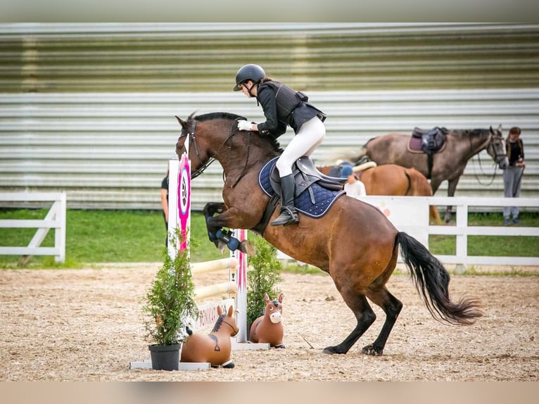 Sonstige Rassen Wallach 7 Jahre 140 cm in Tartu