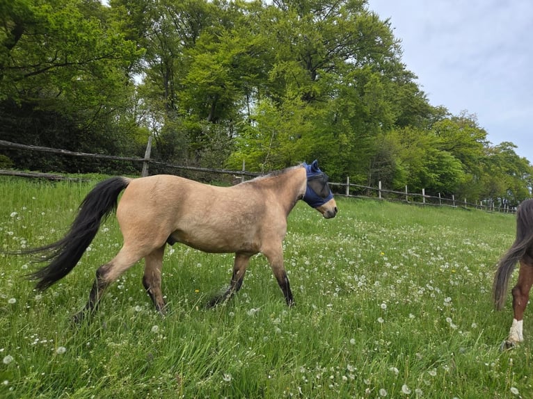 Sonstige Rassen Mix Wallach 7 Jahre 141 cm Falbe in Hattingen