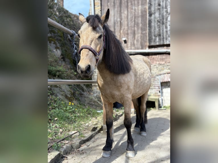 Sonstige Rassen Mix Wallach 7 Jahre 141 cm Falbe in Hattingen