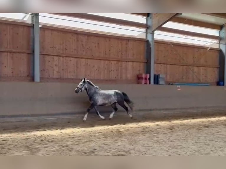 Sonstige Rassen Wallach 7 Jahre 143 cm Apfelschimmel in Oberostendorf