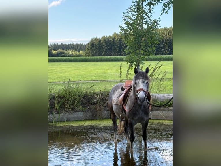 Sonstige Rassen Wallach 7 Jahre 143 cm Apfelschimmel in Oberostendorf