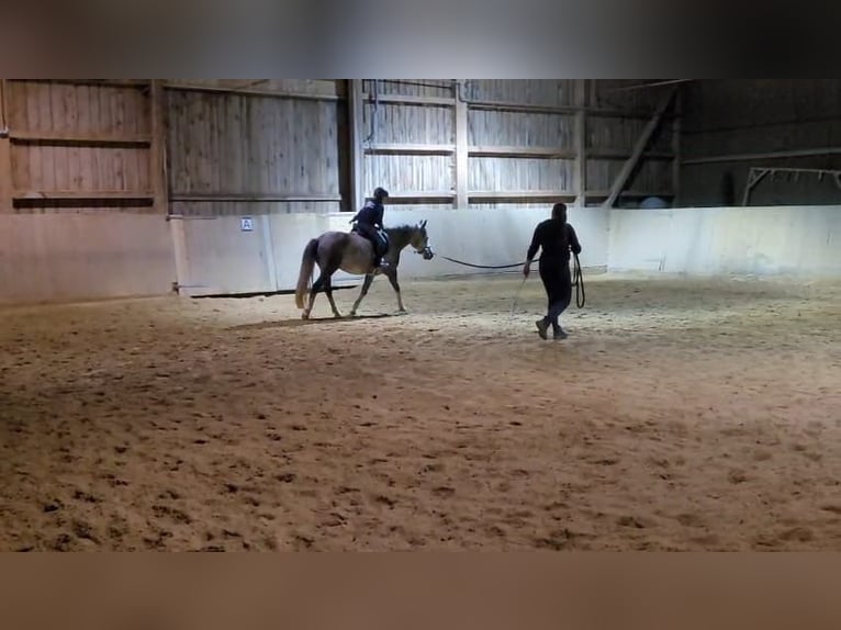 Sonstige Rassen Wallach 7 Jahre 143 cm Apfelschimmel in Oberostendorf