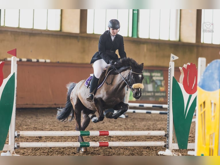 Sonstige Rassen Wallach 7 Jahre 143 cm Dunkelbrauner in Mieleszyn