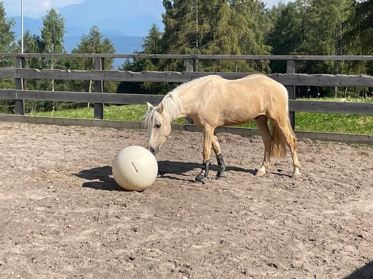 Sonstige Rassen Mix Wallach 7 Jahre 145 cm Palomino in Jenesien