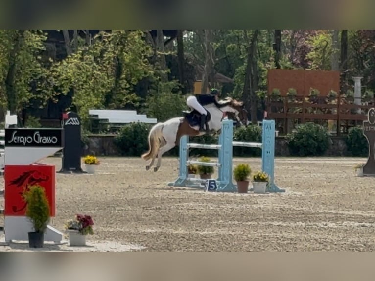 Sonstige Rassen Wallach 7 Jahre 146 cm Schecke in Erharting