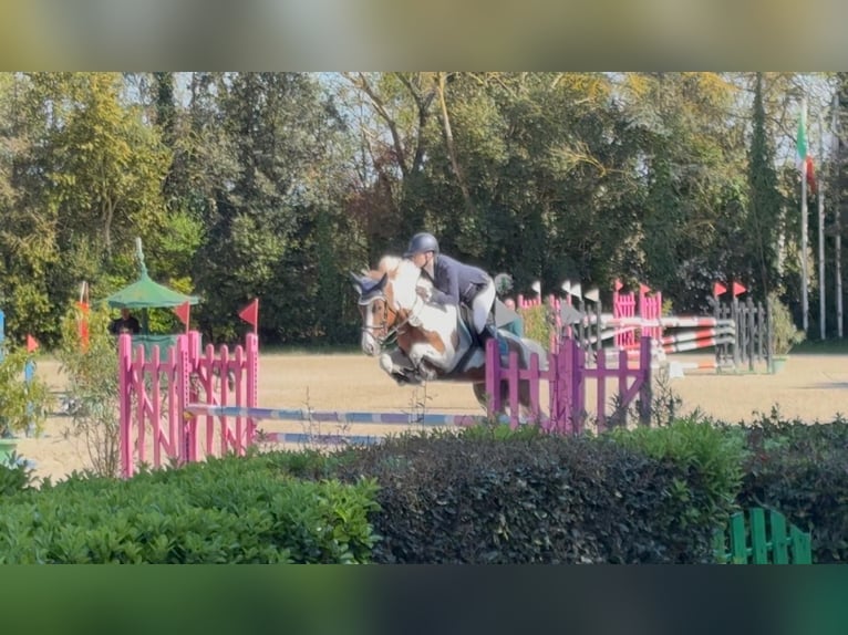 Sonstige Rassen Wallach 7 Jahre 146 cm Schecke in Erharting