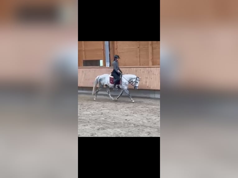 Sonstige Rassen Wallach 7 Jahre 147 cm Apfelschimmel in Wermelskirchen