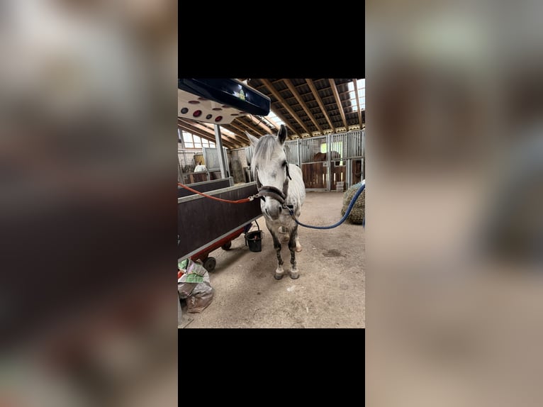Sonstige Rassen Wallach 7 Jahre 147 cm Apfelschimmel in Wermelskirchen
