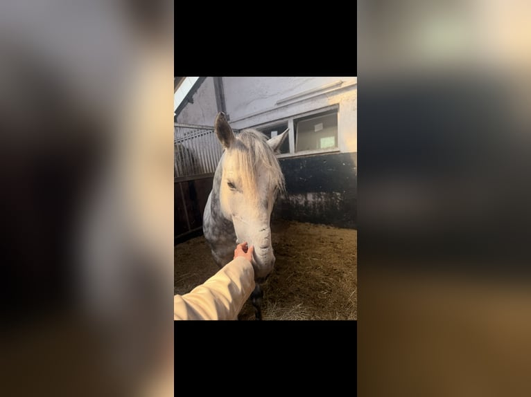 Sonstige Rassen Wallach 7 Jahre 147 cm Apfelschimmel in Wermelskirchen