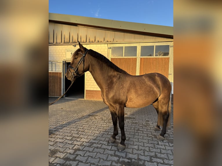 Sonstige Rassen Wallach 7 Jahre 147 cm Falbe in Waltrop
