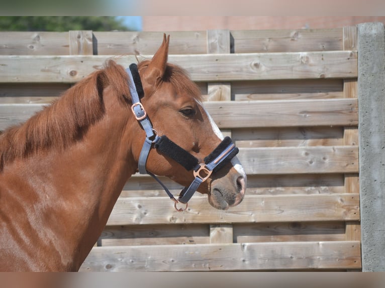Sonstige Rassen Wallach 7 Jahre 147 cm Fuchs in Breda