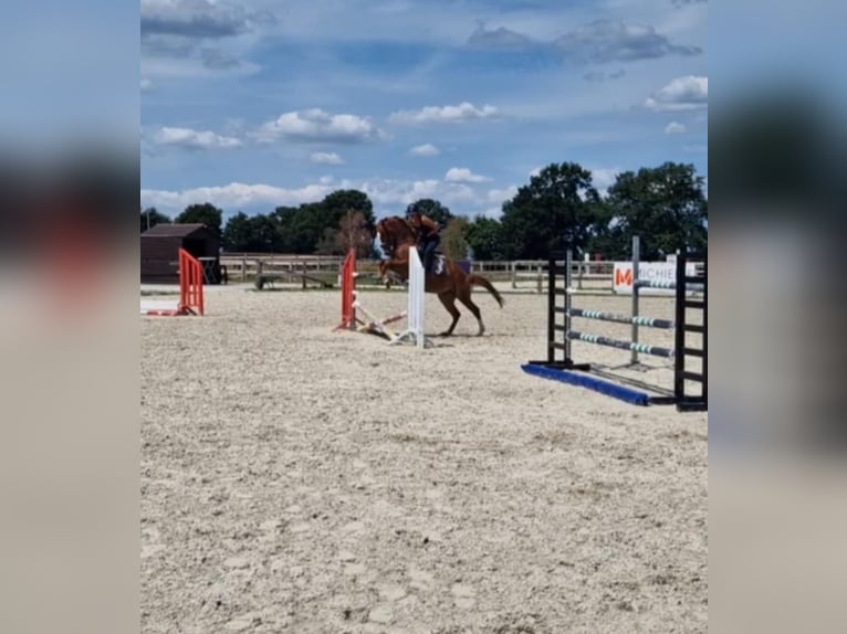 Sonstige Rassen Wallach 7 Jahre 147 cm Fuchs in Breda
