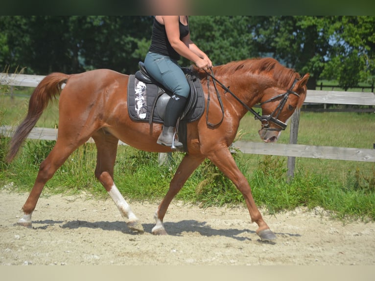 Sonstige Rassen Wallach 7 Jahre 147 cm Fuchs in Breda