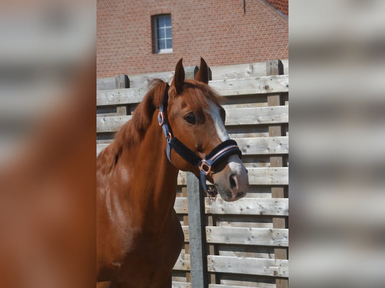 Sonstige Rassen Wallach 7 Jahre 147 cm Fuchs in Breda