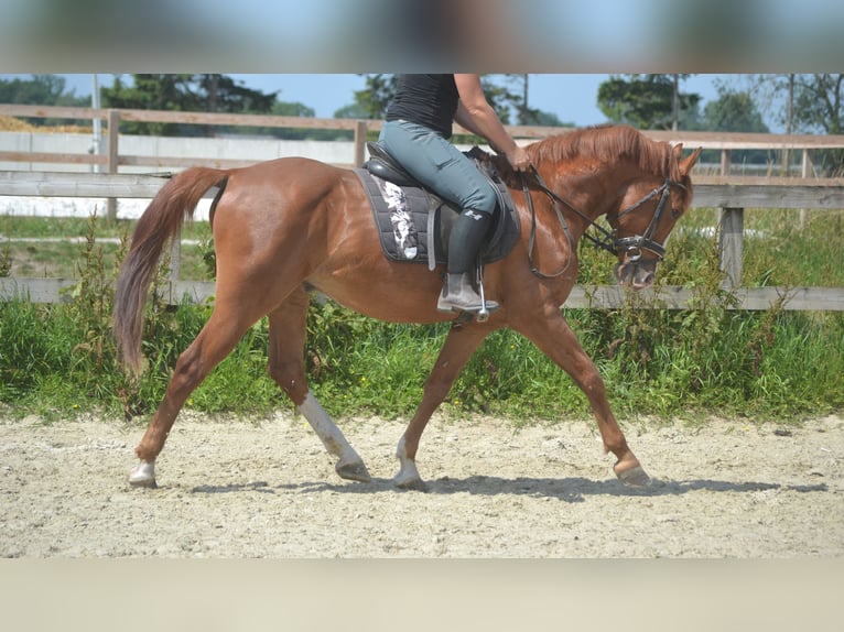 Sonstige Rassen Wallach 7 Jahre 147 cm Fuchs in Breda
