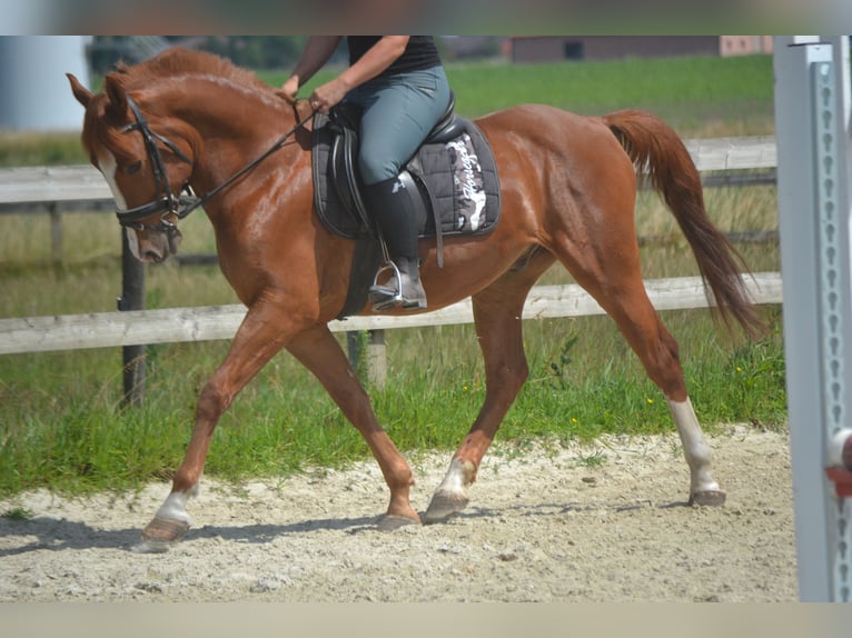 Sonstige Rassen Wallach 7 Jahre 147 cm Fuchs in Breda